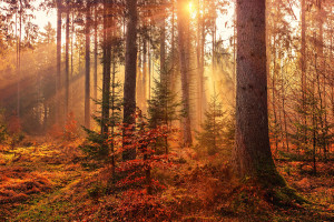 伤病侵袭实力大损，MLB积分榜竞争残酷现实！