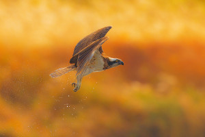 爆冷！斯诺克黑马能否继续上演奇迹，书写属于自己的传奇！